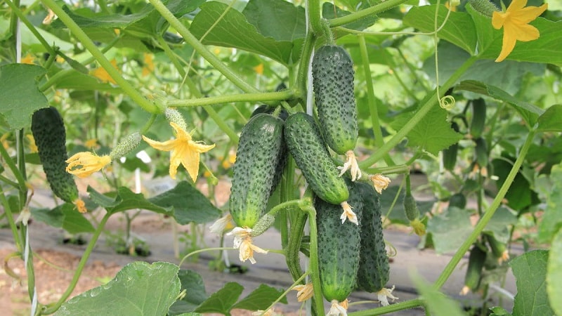 We choose self-pollinating varieties of cucumbers for the greenhouse that are disease-resistant