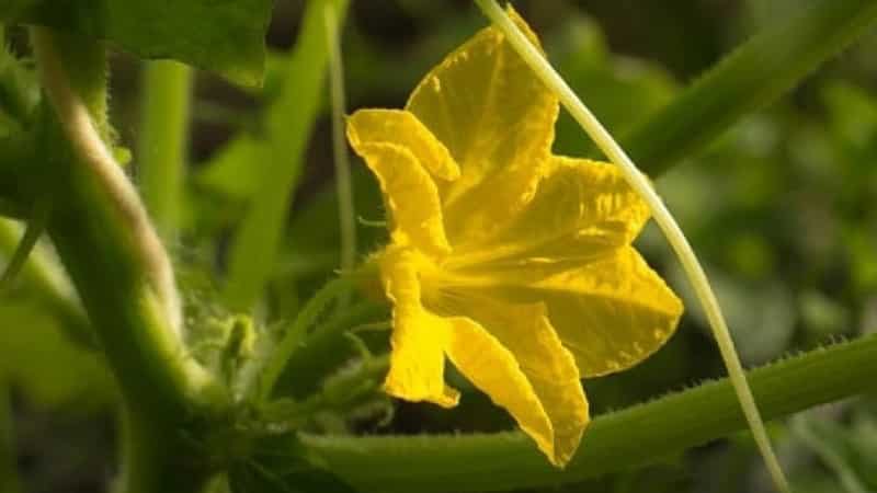 We choose self-pollinating varieties of cucumbers for the greenhouse that are disease-resistant