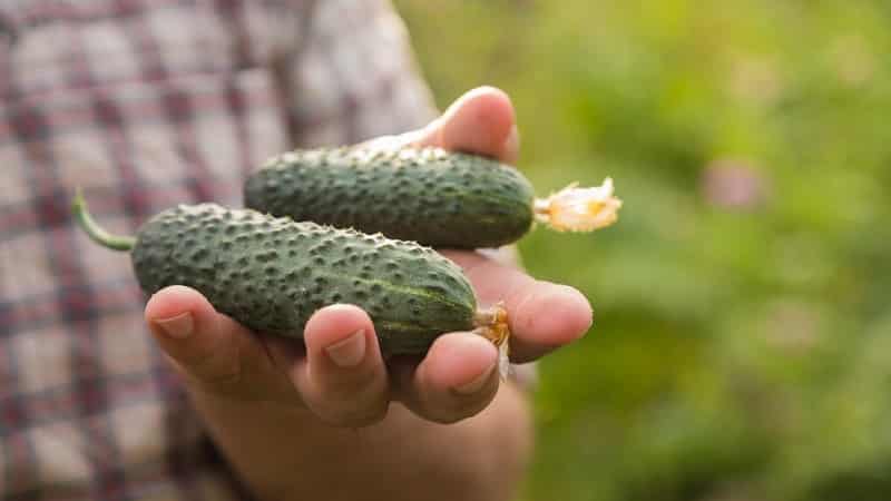 We choose self-pollinating varieties of cucumbers for the greenhouse that are disease-resistant