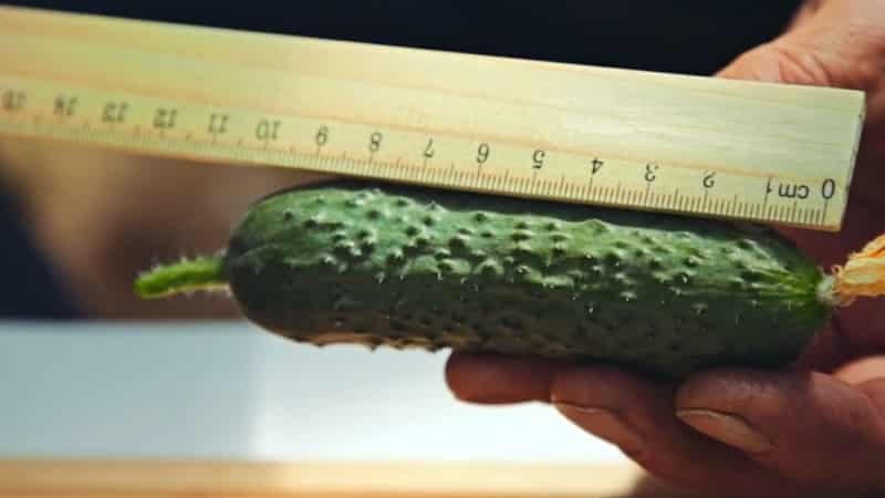 We choose self-pollinating varieties of cucumbers for the greenhouse that are disease-resistant