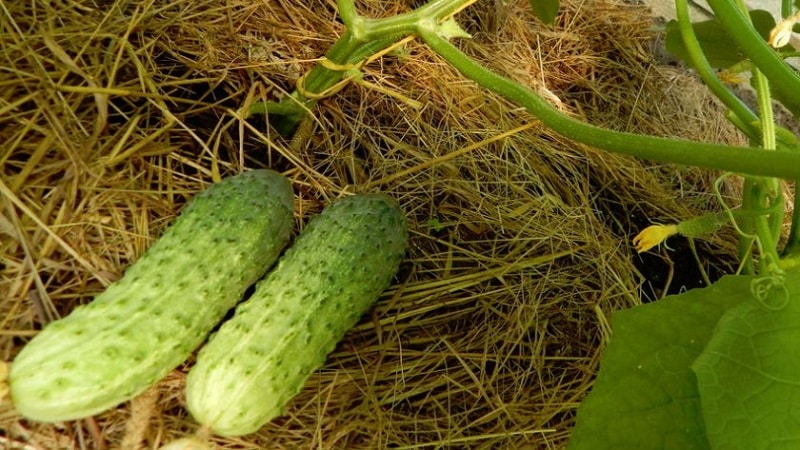 We choose self-pollinating varieties of cucumbers for the greenhouse that are disease-resistant