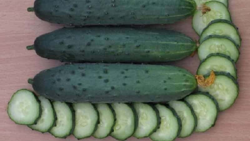 We choose self-pollinating varieties of cucumbers for the greenhouse that are disease-resistant
