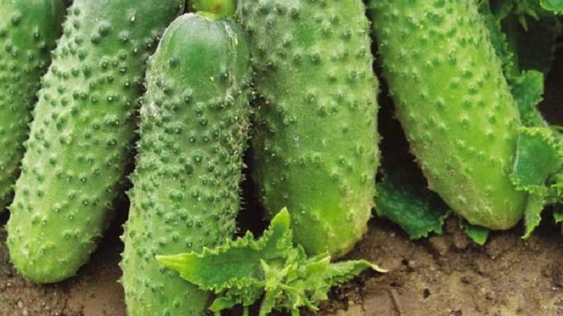 We choose self-pollinating varieties of cucumbers for the greenhouse that are disease-resistant
