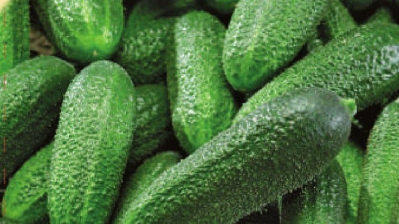 We choose self-pollinating varieties of cucumbers for the greenhouse that are disease-resistant