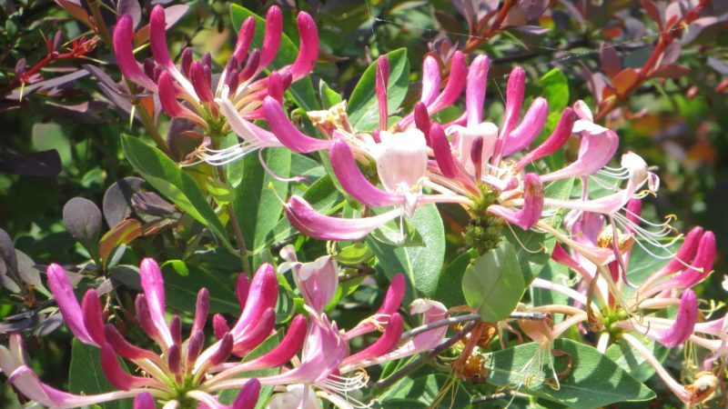 Growing honeysuckle honeysuckle: planting, care, propagation