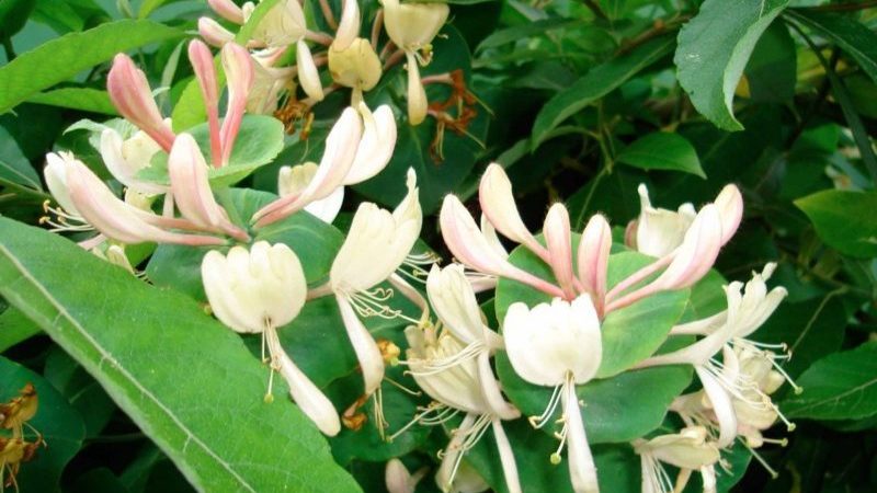 Growing honeysuckle honeysuckle: planting, care, propagation