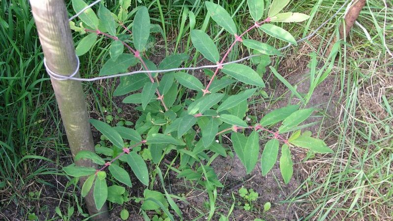 Growing honeysuckle honeysuckle: planting, care, propagation