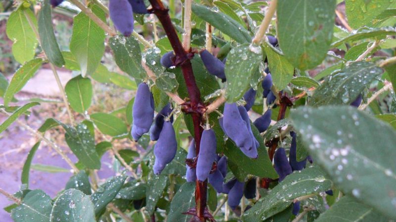 The best varieties of edible honeysuckle