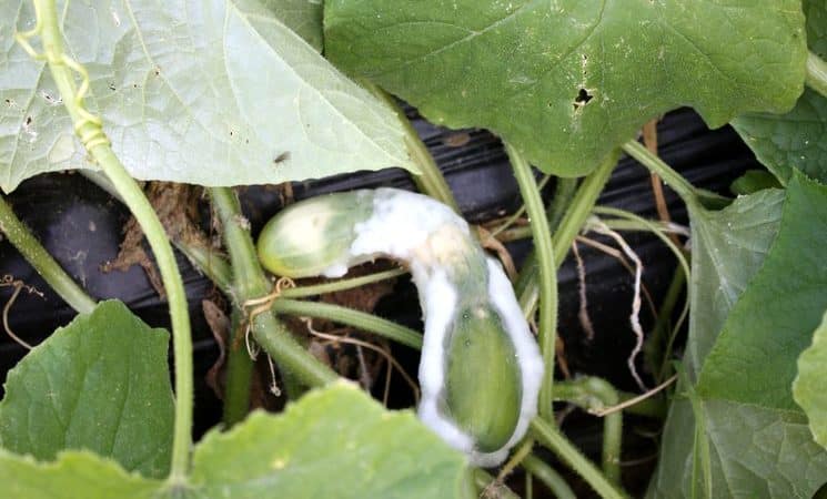 Iodine and brilliant green to the rescue: secrets of processing cucumbers for a better harvest