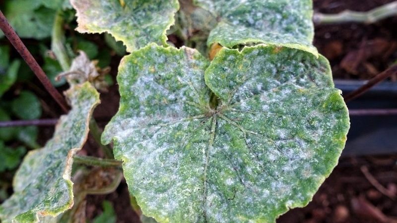 Iodine and brilliant green to the rescue: secrets of processing cucumbers for a better harvest