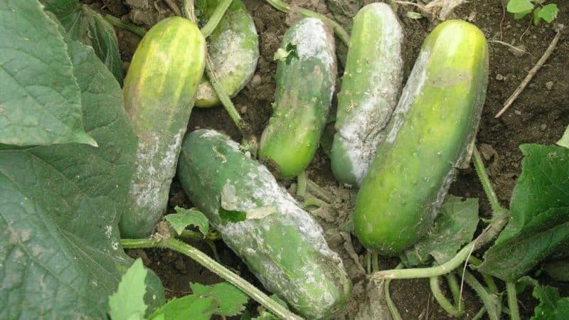 Iodine and brilliant green to the rescue: secrets of processing cucumbers for a better harvest