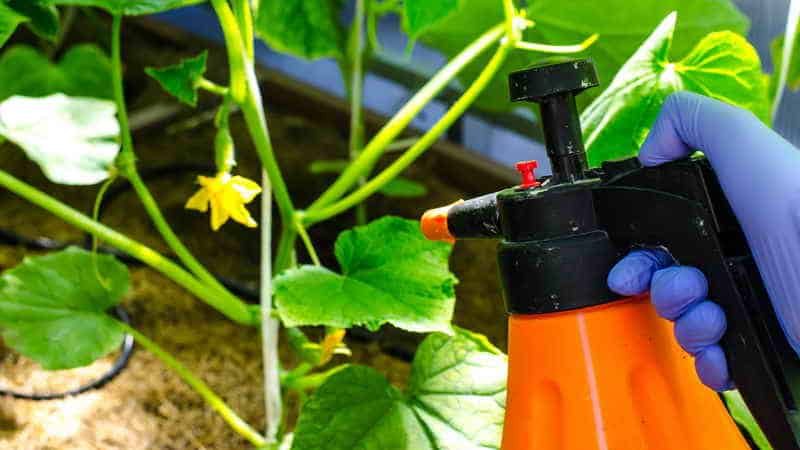 Iodine and brilliant green to the rescue: secrets of processing cucumbers for a better harvest