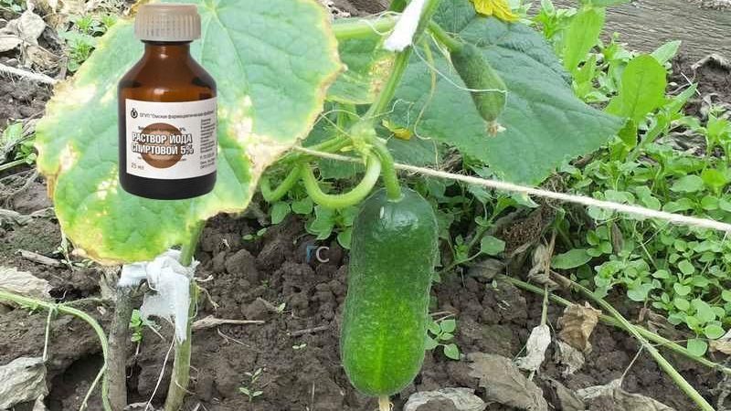 Iodine and brilliant green to the rescue: secrets of processing cucumbers for a better harvest