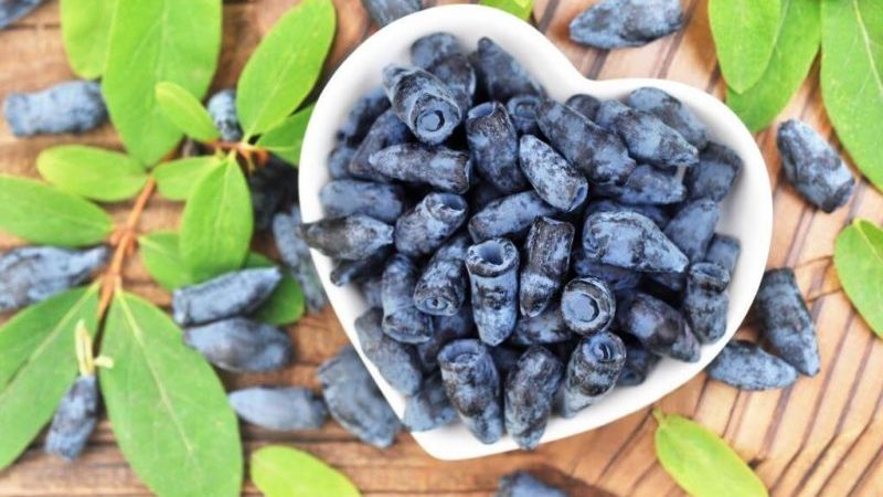 Beneficial properties of honeysuckle for the male body