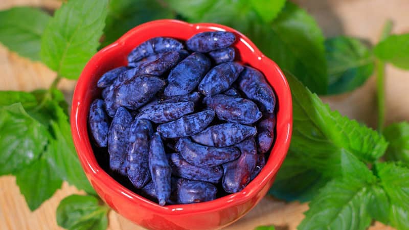 Beneficial properties of honeysuckle for the male body