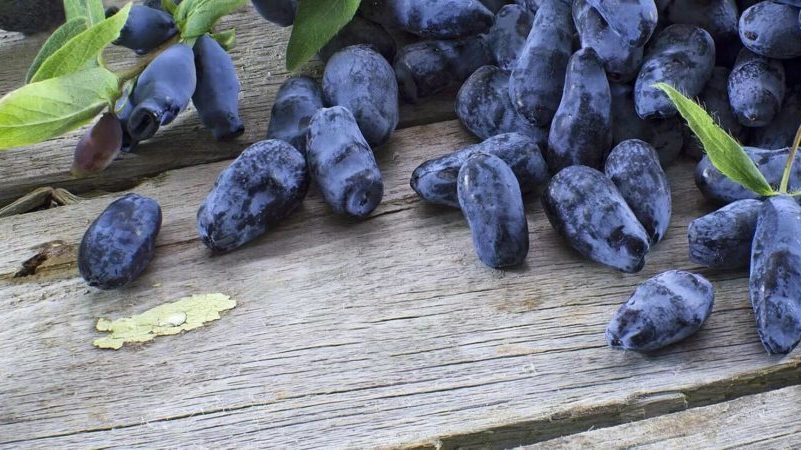 Beneficial properties of honeysuckle for the male body