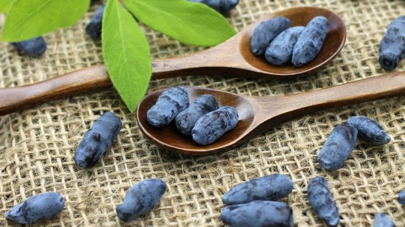 Beneficial properties of honeysuckle for the male body