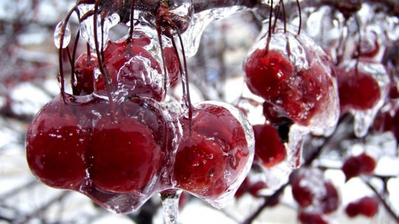 Review of the best winter-hardy cherry varieties and criteria for their selection