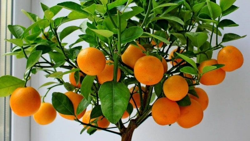 Step-by-step guide: how to plant an orange from a seed at home