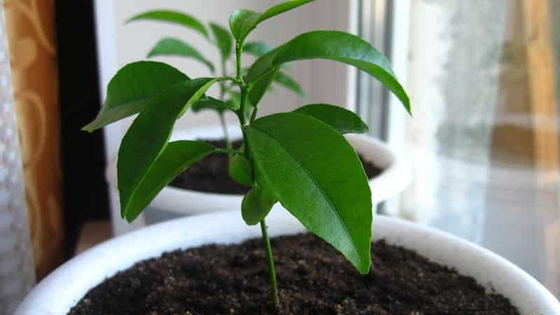 Step-by-step guide: how to plant an orange from a seed at home