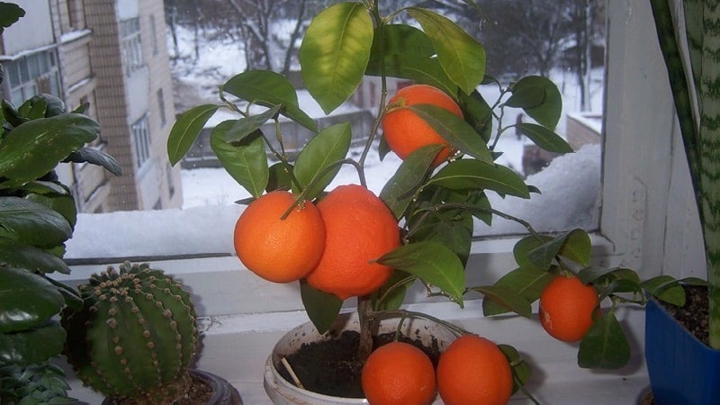 Step-by-step guide: how to plant an orange from a seed at home
