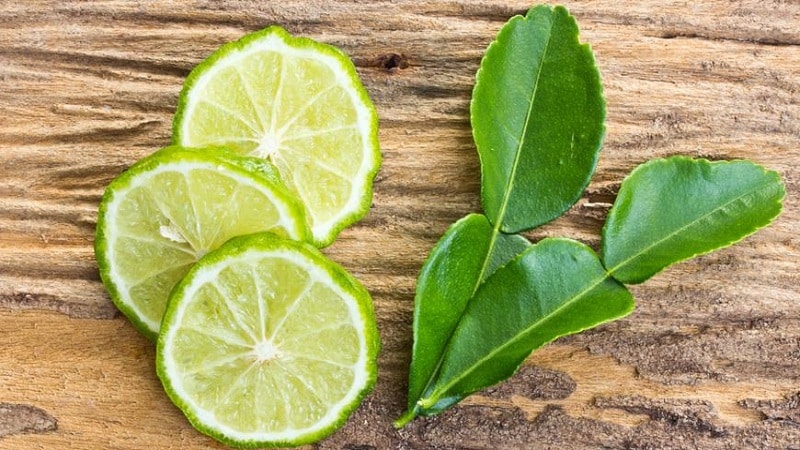 What are the benefits of kaffir lime leaves and how to use them in cooking and aromatherapy