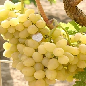 Review of Arcadia table grape variety