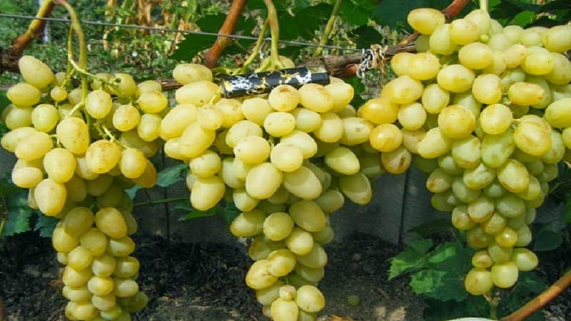 A selection of the best holistically sustainable grape varieties and recommendations for their selection