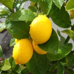 All about lemon - is it a vegetable, berry or fruit?