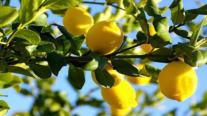 All about lemon - is it a vegetable, berry or fruit?
