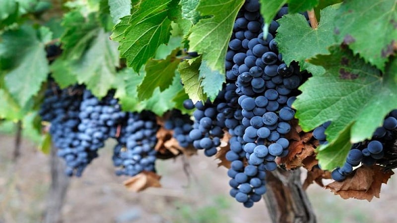 The famous wine grape variety Malbec