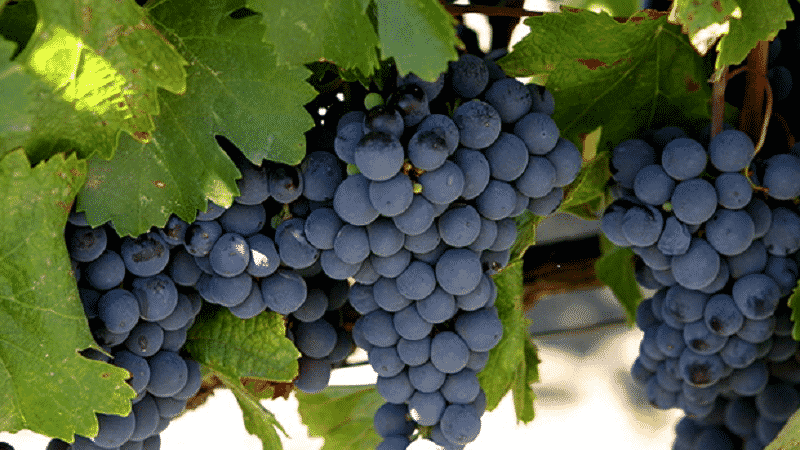 The famous wine grape variety Malbec