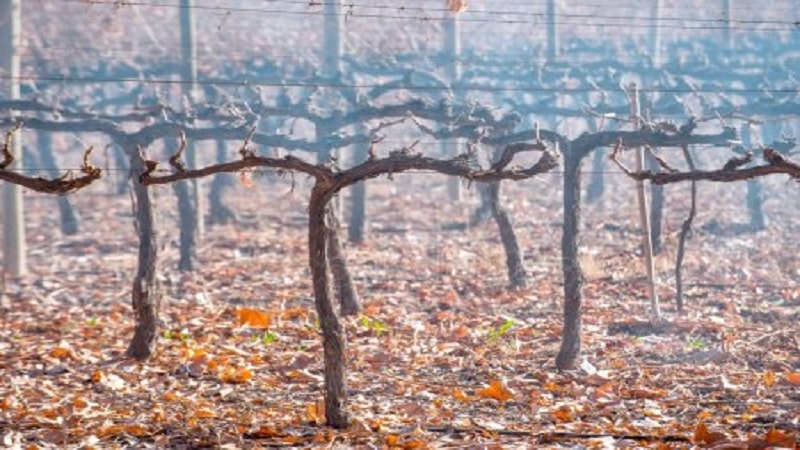 The famous wine grape variety Malbec