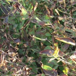 What to do if rust appears on honeysuckle leaves and how to treat it