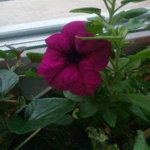 A guide to cutting petunia in the summer for novice gardeners