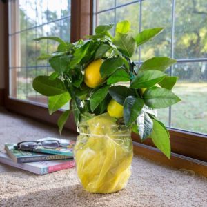 What is good about the Panderosa lemon variety and why is it worth growing?