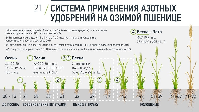 What is good about nitrogen fertilization of winter wheat and how is it applied?