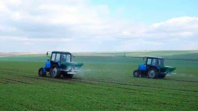 What is good about nitrogen fertilization of winter wheat and how is it applied?