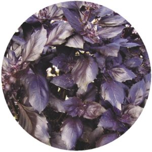 Review of the purple basil vegetable variety Ararat