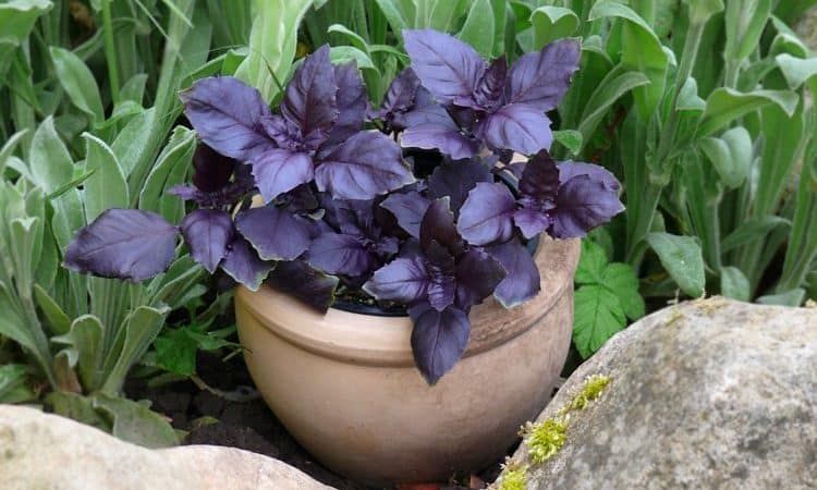 Review of the purple basil vegetable variety Ararat