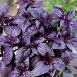 Review of the purple basil vegetable variety Ararat