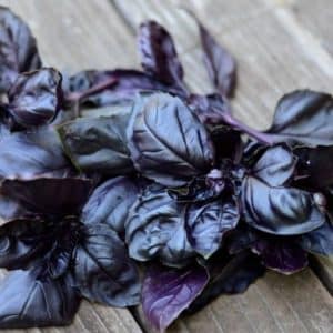 Review of the purple basil vegetable variety Ararat