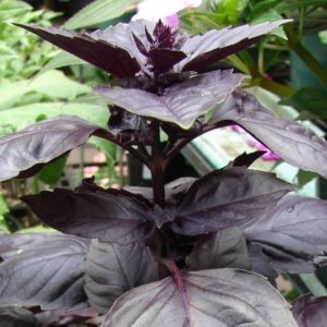 Review of the purple basil vegetable variety Ararat