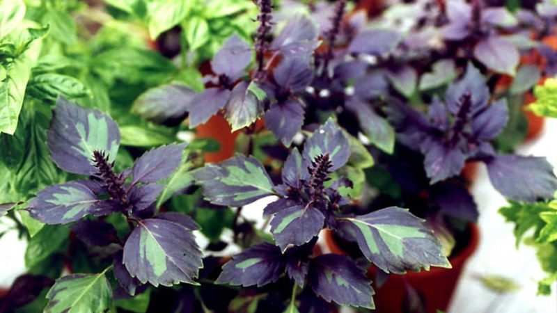 Review of the purple basil vegetable variety Ararat