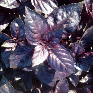 A fast-growing basil variety called Rosie with excellent flavor and aroma.