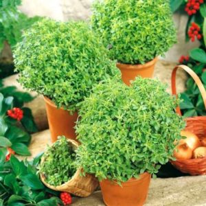 Aromatic basil variety Basilisk for marinades and fresh salads