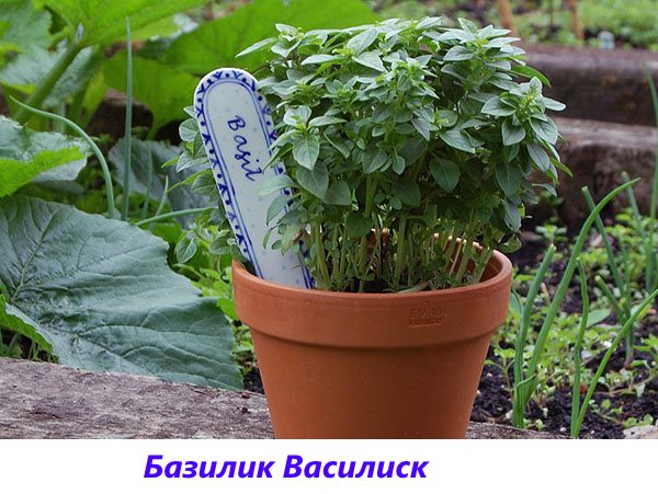 Aromatic basil variety Basilisk for marinades and fresh salads