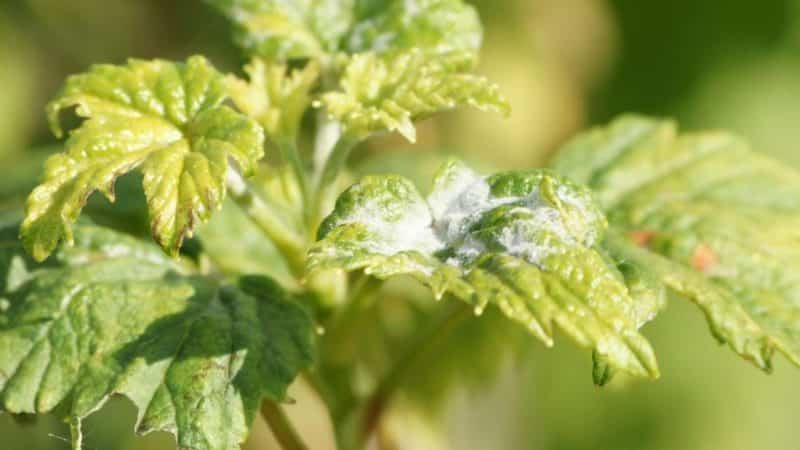 Diseases and pests of currants, methods of combating them, preventive measures