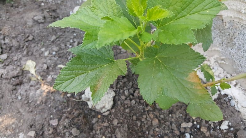 Diseases and pests of currants, methods of combating them, preventive measures