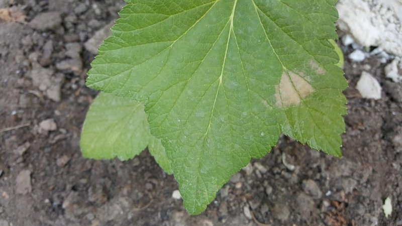 Diseases and pests of currants, methods of combating them, preventive measures